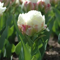 Tulip 'Ice Cream' -Yougarden Shop 630049 3