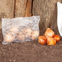 Tulip 'Ice Cream' -Yougarden Shop 630049 4