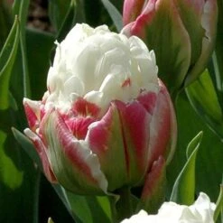 Tulip 'Ice Cream' -Yougarden Shop 630049 5