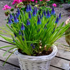 Complete Spring Flowering Bulb Collection -Yougarden Shop 630050 2