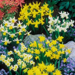 Complete Spring Flowering Bulb Collection -Yougarden Shop 630050 4