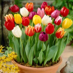 Complete Spring Flowering Bulb Collection -Yougarden Shop 630050 5