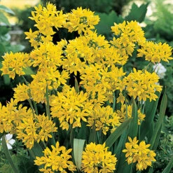 Complete Spring Flowering Bulb Collection -Yougarden Shop 630050 6