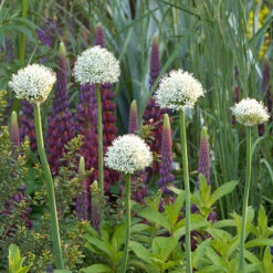 Complete Spring Flowering Bulb Collection -Yougarden Shop 630050 7