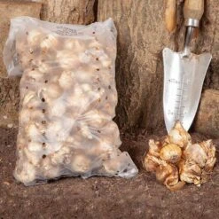 Narcissus 'T?te-?-T?te' -Yougarden Shop 630091 4