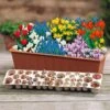 Blooming Fast Drop In Bulb Planter Balcony Beauty Pack -Yougarden Shop 630107