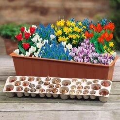 Blooming Fast Drop In Bulb Planter Balcony Beauty Pack