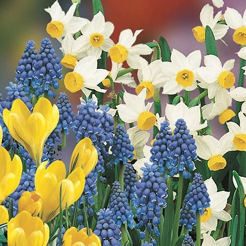 Blooming Fast Drop In Bulb Planter Balcony Beauty Pack 4 Blooming Fast Drop In Bulb Planter Balcony Beauty Pack - Image 2