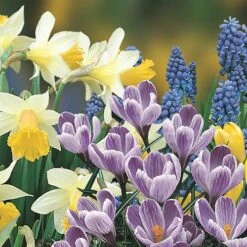 Blooming Fast Drop In Bulb Planter Balcony Beauty Pack 11 Blooming Fast Drop In Bulb Planter Balcony Beauty Pack -Yougarden Shop 630107 2