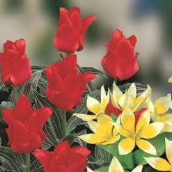 Blooming Fast Drop In Bulb Planter Balcony Beauty Pack 13 Blooming Fast Drop In Bulb Planter Balcony Beauty Pack -Yougarden Shop 630107 4