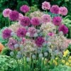 Complete Allium Collection 2 Complete Allium Collection -Yougarden Shop 630126