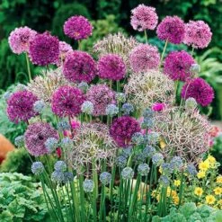 Complete Allium Collection
