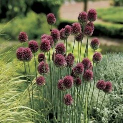 Complete Allium Collection 14 Complete Allium Collection -Yougarden Shop 630126 3