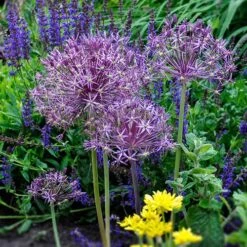 Complete Allium Collection 15 Complete Allium Collection -Yougarden Shop 630126 4