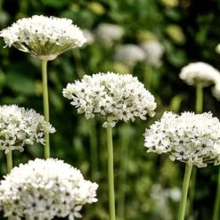 Complete Allium Collection 16 Complete Allium Collection -Yougarden Shop 630126 5