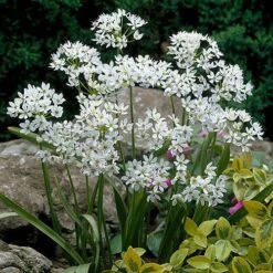 Complete Allium Collection 18 Complete Allium Collection -Yougarden Shop 630126 7