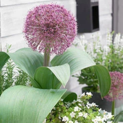 Complete Allium Collection 19 Complete Allium Collection -Yougarden Shop 630126 8