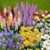 The Complete Summer Flowering Bulb Collection -Yougarden Shop 630130