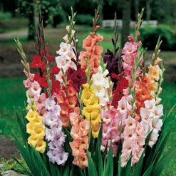 The Complete Summer Flowering Bulb Collection -Yougarden Shop 630130 2