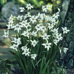 The Complete Summer Flowering Bulb Collection -Yougarden Shop 630130 3