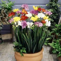 The Complete Summer Flowering Bulb Collection -Yougarden Shop 630130 4