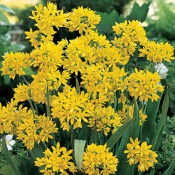 The Complete Summer Flowering Bulb Collection -Yougarden Shop 630130 5