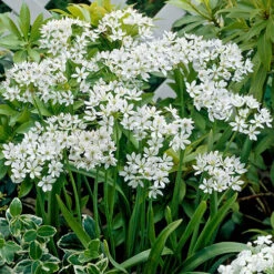 The Complete Summer Flowering Bulb Collection -Yougarden Shop 630130 6