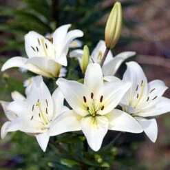 Plant-O-Mat Lilium And Liatris Kit -Yougarden Shop 630176 2