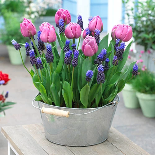 Blooming Fast Drop In Bulb Planter Tulip And Muscari Kit 3 Blooming Fast Drop In Bulb Planter Tulip And Muscari Kit