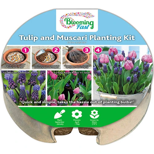 Blooming Fast Drop In Bulb Planter Tulip And Muscari Kit 4 Blooming Fast Drop In Bulb Planter Tulip And Muscari Kit - Image 2