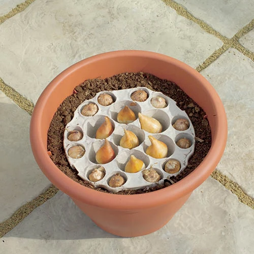 Blooming Fast Drop In Bulb Planter Tulip And Muscari Kit 5 Blooming Fast Drop In Bulb Planter Tulip And Muscari Kit - Image 3