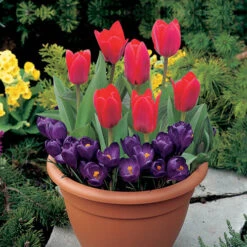 Blooming Fast Drop In Bulb Planter Tulip And Crocus Kit