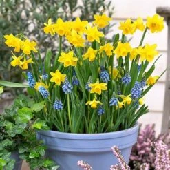 Blooming Fast Drop In Bulb Planter Narcissus And Muscari Kit