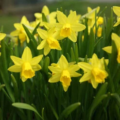 Blooming Fast Drop In Bulb Planter Narcissus And Muscari Kit -Yougarden Shop 630189 2