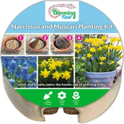Blooming Fast Drop In Bulb Planter Narcissus And Muscari Kit -Yougarden Shop 630189 3