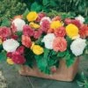 Belgian Giant Flowered Upright Begonias 2 Belgian Giant Flowered Upright Begonias -Yougarden Shop 630192
