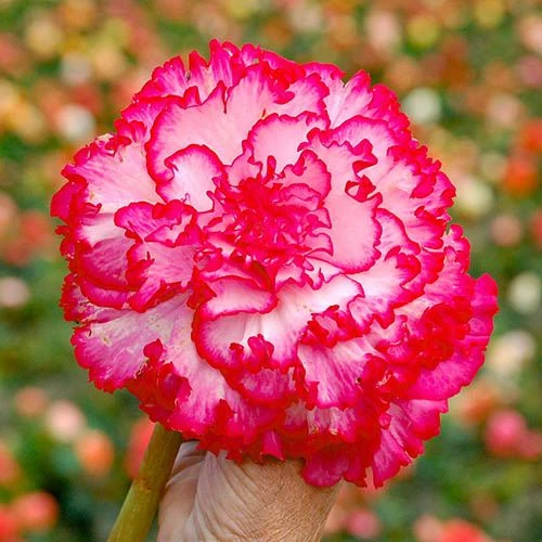 Belgian Giant Flowered Upright Begonias 4 Belgian Giant Flowered Upright Begonias - Image 2