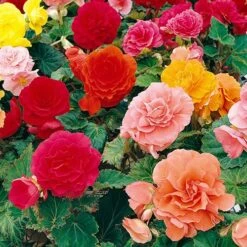 Belgian Giant Flowered Upright Begonias 9 Belgian Giant Flowered Upright Begonias -Yougarden Shop 630192 2