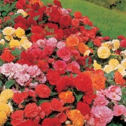 Belgian Giant Flowered Upright Begonias 10 Belgian Giant Flowered Upright Begonias -Yougarden Shop 630192 3