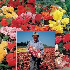 Belgian Giant Begonias - 10 Upright And 10 Trailers