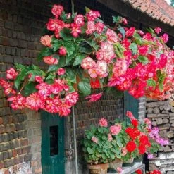Belgian Giant Begonias - 10 Upright And 10 Trailers -Yougarden Shop 630194 4