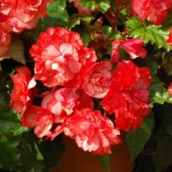 Belgian Giant Begonias - 10 Upright And 10 Trailers -Yougarden Shop 630194 5