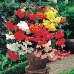 Belgian Giant Begonias - 10 Upright And 10 Trailers -Yougarden Shop 630194 6