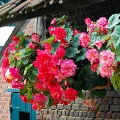 Belgian Giant Begonias - 10 Upright And 10 Trailers -Yougarden Shop 630194 7