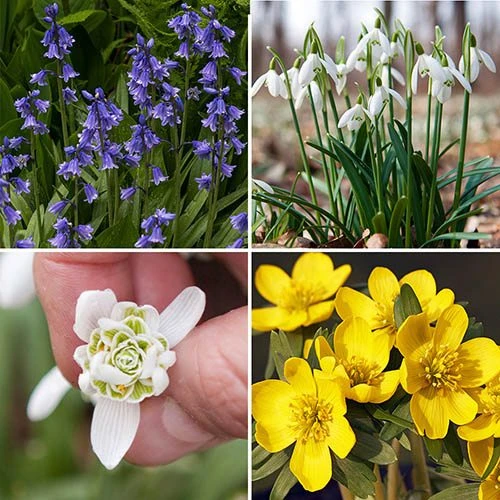 Complete "In The Green" Bulb Saver Collection 3 Complete "In The Green" Bulb Saver Collection