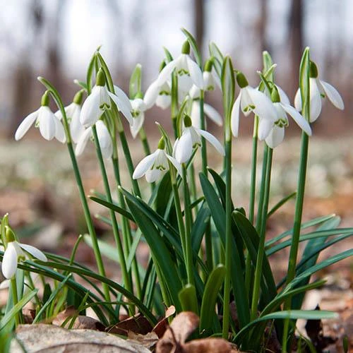 Complete "In The Green" Bulb Saver Collection 4 Complete "In The Green" Bulb Saver Collection - Image 2