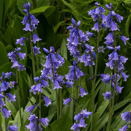 Complete "In The Green" Bulb Saver Collection 5 Complete "In The Green" Bulb Saver Collection - Image 3