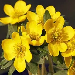 Complete "In The Green" Bulb Saver Collection 15 Complete "In The Green" Bulb Saver Collection -Yougarden Shop 630203 4