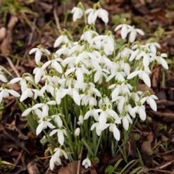 Complete "In The Green" Bulb Saver Collection 16 Complete "In The Green" Bulb Saver Collection -Yougarden Shop 630203 5