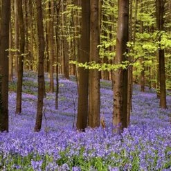 Complete "In The Green" Bulb Saver Collection 17 Complete "In The Green" Bulb Saver Collection -Yougarden Shop 630203 6